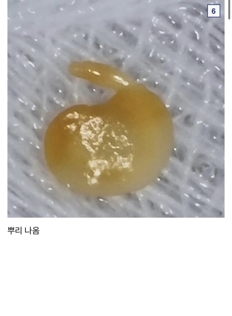 1625644758fccbd022873701.jpg 씨만보면 정신 못차리는 식물갤러리.jpg