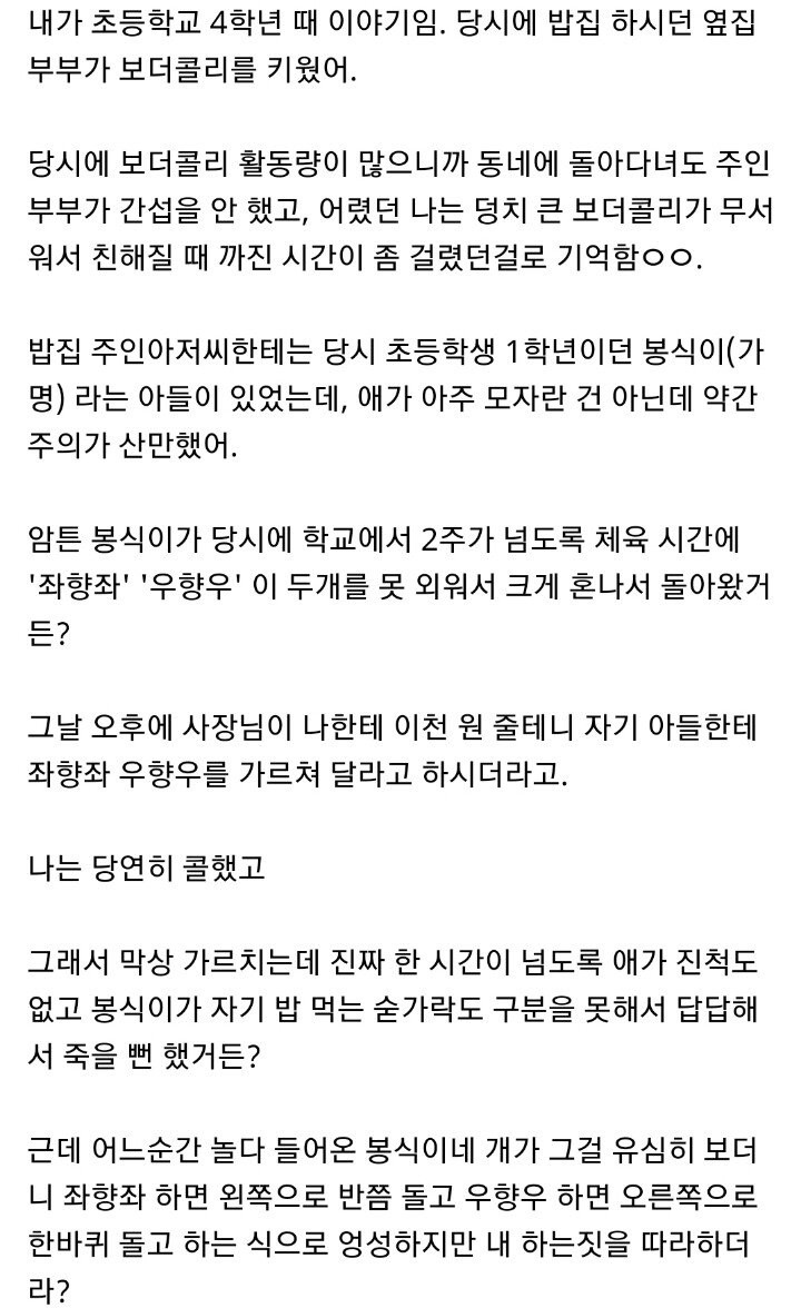 보더콜리 지능 보고 감탄한 썰