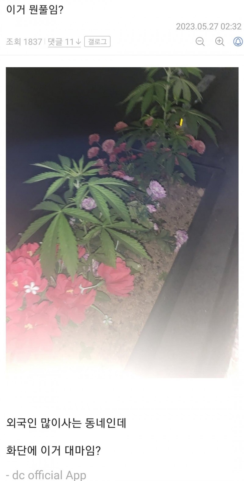 Screenshot_20230528_132232.jpg 어제자..대마 발견한 디씨인 근황.jpg